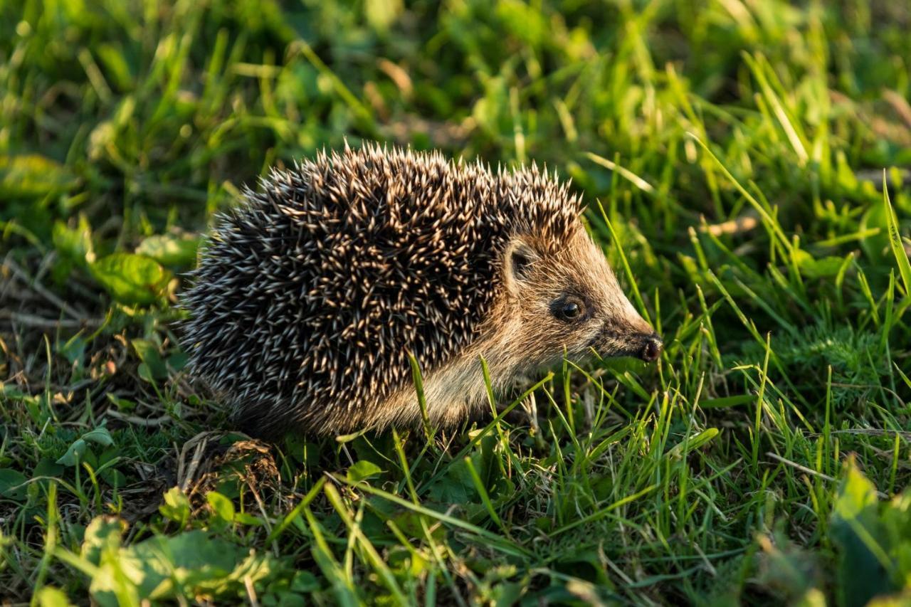 Domek Gościnny Ujście-Darłowskie Zewnętrze zdjęcie